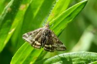 Pyrausta despicata