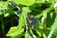Saturnia pavonia