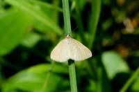 Minoa murinata