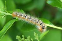 Lasiocampa quercus quercus