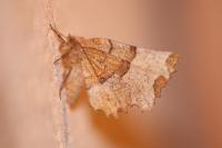 Selenia lunularia