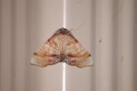 Plagodis dolabraria