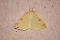 Opisthograptis luteolata