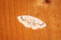 Cyclophora annularia