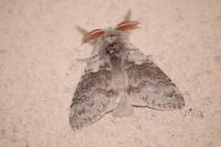 Calliteara pudibunda