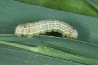 Operophtera brumata