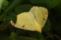 Opisthograptis luteolata