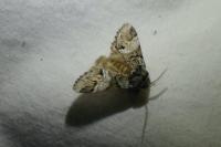 Drymonia dodonaea