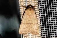 Charanyca trigrammica
