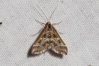 Diasemia reticularis