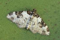 Xanthorhoe sardisjuncta