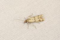 Homoeosoma sinuella