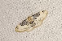Idaea filicata