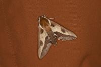 Hyles euphorbiae