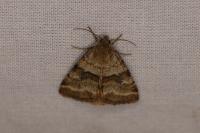 Synthymia fixa