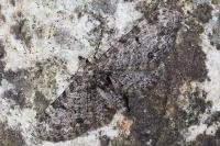 Eupithecia irriguata