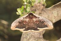 Saturnia pyri