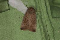 Hoplodrina ambigua