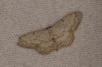 Idaea seriata