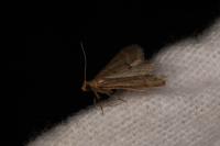Bostra obsoletalis
