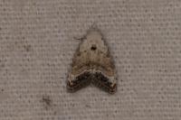 Nola infantula