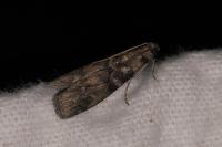 Euzophera pinguis