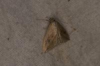 Evergestis forficalis