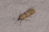 Homoeosoma sinuella