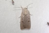 Caradrina fuscicornis continentalis