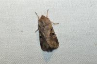Orthosia gothica