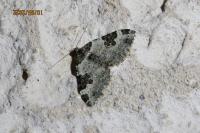 Xanthorhoe fluctuata