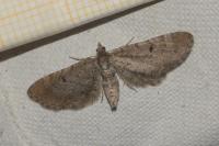 Eupithecia intricata