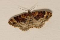 Xanthorhoe spadicearia/ferrugata