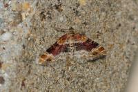 Xanthorhoe spadicearia/ferrugata
