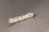 Myelois circumvoluta