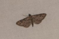 Gymnoscelis rufifasciata