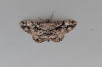 Peribatodes umbraria umbraria