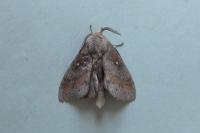 Dendrolimus pini pini