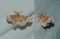 Selenia lunularia