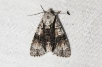 Acronicta alni