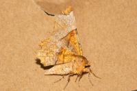 Selenia lunularia