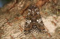Hadena albimacula