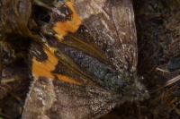 Boudinotiana notha