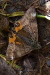 Boudinotiana notha