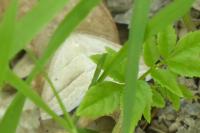 Petrophora chlorosata