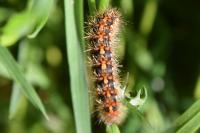 Euplagia quadripunctaria