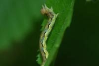 Erannis defoliaria