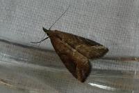 Schrankia costaestrigalis