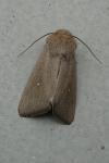 Mythimna sicula