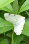 Lomographa bimaculata